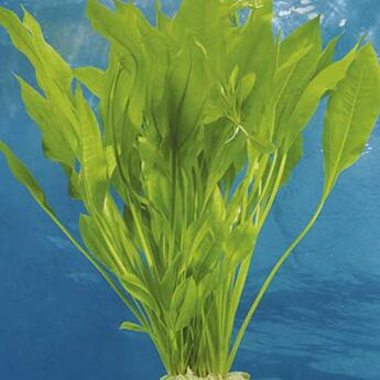 Aquarium-Hintergrundpflanze Dennerle: Echinodorus bleheri  XXL  1 Stk.