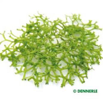 In-Vitro-Aquariumpflanze Dennerle Riccia fluitans In-Vitro