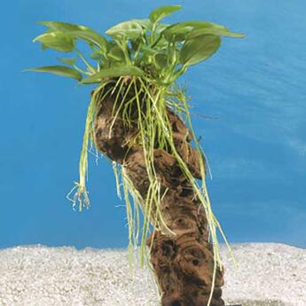 Aufsitzerpflanze: Dennerle Mbuna Wurzel klein mit Anubias barteri nana