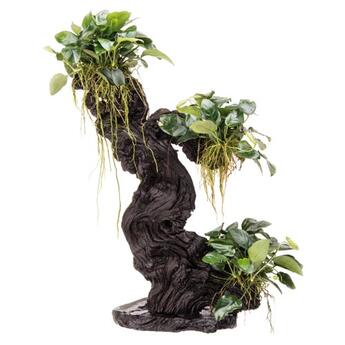 Aufsitzerpflanze: Dennerle Mbuna Wurzel groß mit 3 Anubias barteri nana Pflanzen