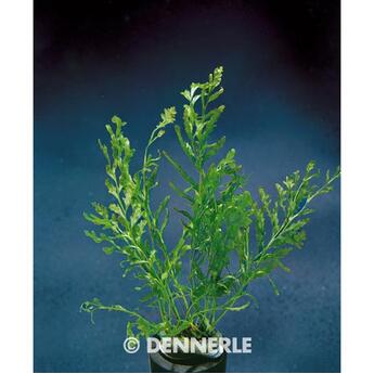 Aquarium-Hintergrundpflanze Dennerle Bolbitis heudelotii