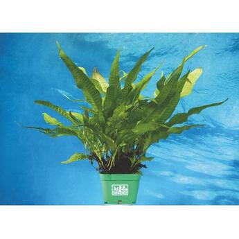 Aquarium-Hintergrundpflanze Dennerle: Microsorum pteropus XXL  1 Stk.