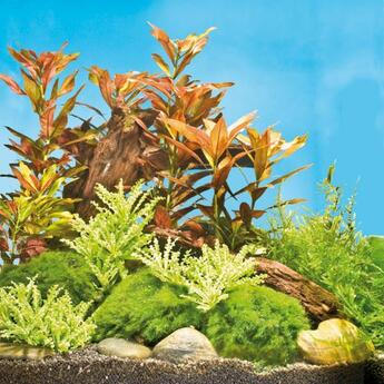 Aquarium-Hintergrundpflanze Dennerle Ludwigia repens Rubin