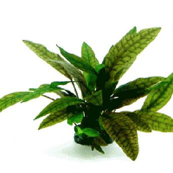In-Vitro-Aquariumpflanze Dennerle plantit Cryptocoryne x purpurea In Vitro