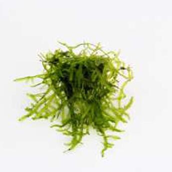In-Vitro-Aquariumpflanze Dennerle Vesicularia ferriei - Weeping Moos In-Vitro