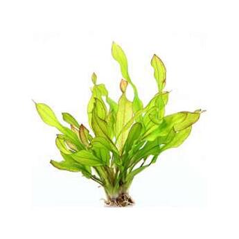 Aquarium-Wasserpflanze Dennerle: Echinodorus Green Chamäleon
