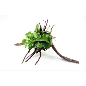 Aufsitzerpflanze: Dennerle Anubias nana auf Spiderwood