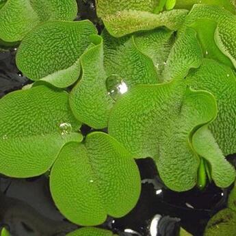 In-Vitro-Aquariumpflanze Dennerle Salvinia auriculata Schwimmpflanze in Vitro
