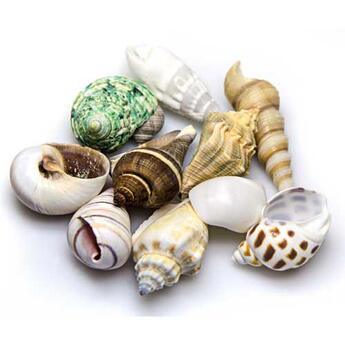 Hobby Sea Shells  Set M 2,5-4cm Aquariendekoration 10Stk.