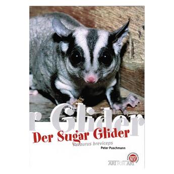 NTV: Der Sugar Glider (Petaurus breviceps)