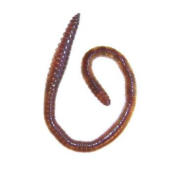 Futtertiere: Laubwürmer klein ca. 15 - 20 Stück