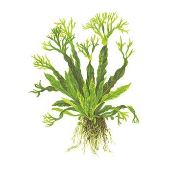 Aufsitzerpflanze: Tropica: Microsorum pteropus Windelov auf Wurzel  groß