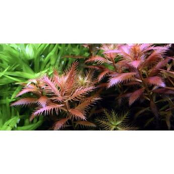 In-Vitro-Aquariumpflanze Tropica 1-2-Grow Proserpinaca palustris Cuba