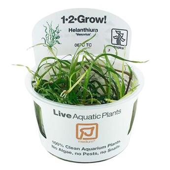 Aquarium Vordergrundpflanze Tropica 1 2 Grow Helanthium Versuvius