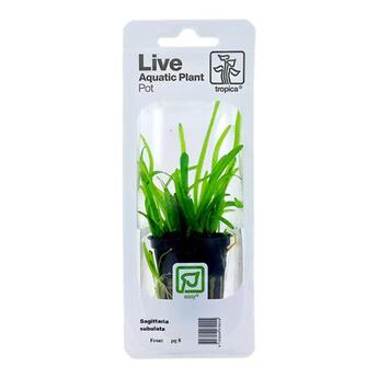 Aquarium-Wasserpflanze Tropica Live Aquatic Plant Pot Sagittaria subulata