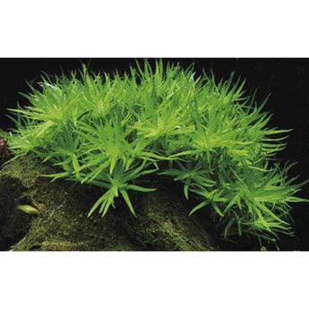 In-Vitro-Aquariumpflanze Tropica 1 2 Grow Heteranthera zosterifolia