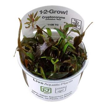 In-Vitro-Aquariumpflanze Tropica 1 2-Grow Cryptocoryne undulatus Red 