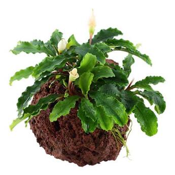 Aufsitzerpflanze: Tropica Bucephalandra Wavy Green Pflanze auf Lavastein