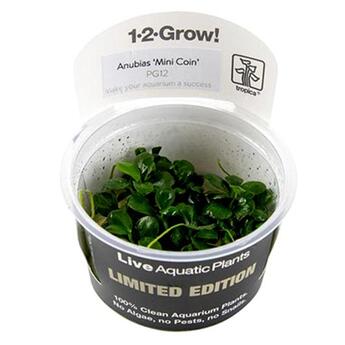 In-Vitro-Aquariumpflanze Tropica 1 2 Grow Limited Edition Anubias Mini Coin