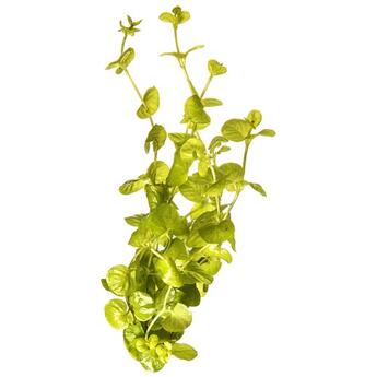 Aquarium-Hintergrundpflanze Lysmachia nummularia aurea Wasserpflanze