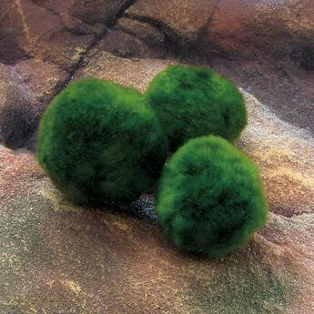 Aquarium-Moos   Moosballen ( Wasserpflanze ) Cladophora aegagropila Gr. XL
