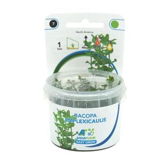 In-Vitro-Aquariumpflanze aquafleur Bacopa Amplexicaulis