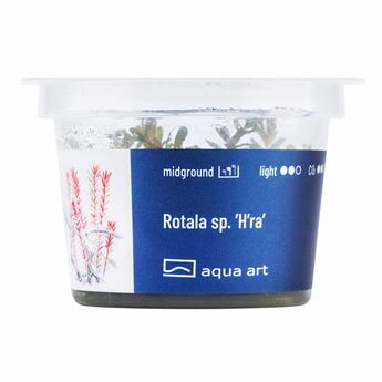 In-Vitro-Aquariumpflanze Aqua Art Rotala sp. H'ra