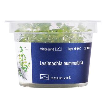 In-Vitro-Aquariumpflanze Aqua art Lysimachia nummularia Becherpflanze