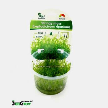 In-Vitro-Aquariumpflanze SonGrow Epaqvitro Stringy moss Leptodictyum riparium Ufermoos
