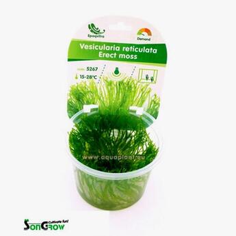 In-Vitro-Aquariumpflanze SonGrow Epaqvitro Erect moss ( vesicularia reticulata )