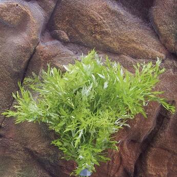 Aquarium-Hintergrundpflanze Zac: Hygrophila difformis