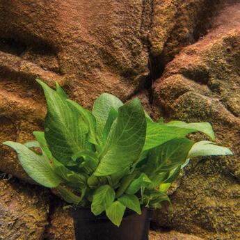 Aquarium Vordergrundpflanze Hygrophila corumbosa kompakt Wasserpflanze