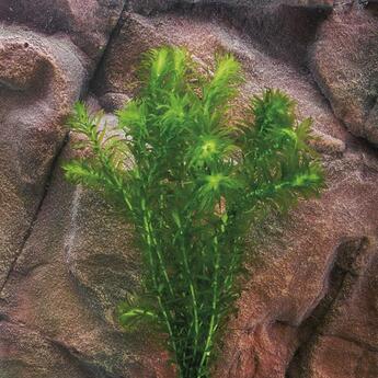 Aquarium-Hintergrundpflanze Wasserpest Egeria densa  1 Bund