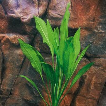 Aquarium-Hintergrundpflanze Echinodorus bleheri