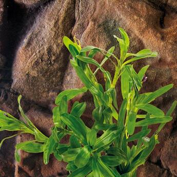 Aquarium-Hintergrundpflanze Heteranthera zosterifolia Wasserpflanze
