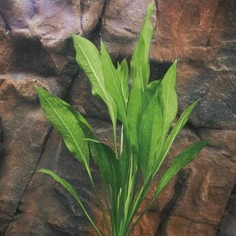 Aquarium-Hintergrundpflanze Zac-Wasserpflanzen: Echinodorus bleheri