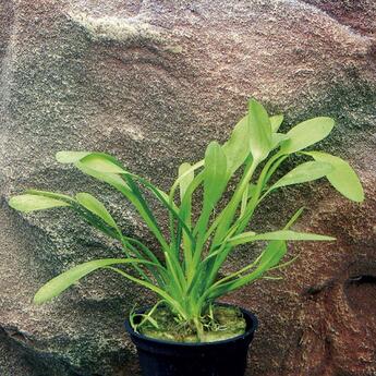 Aquarium Vordergrundpflanze Zac-Wasserpflanzen: Saggitaria subulata