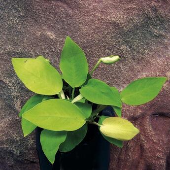 Aquarium Vordergrundpflanze Anubias nana Yellow Heart Wasserpflanze